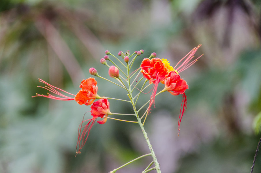 Flor - isla Santa Cruz - islas Galápagos - Ecuador 2